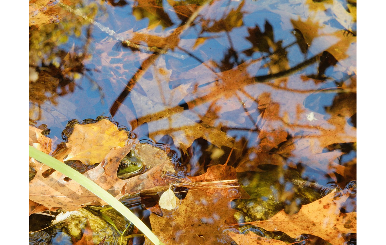 Image for frog in the fall  (Mental/Emotional)


